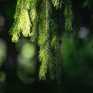 1as